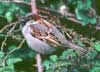 house sparrow
